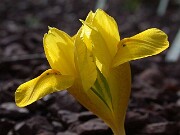 Iris danfordiae 0002