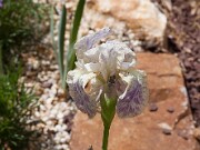 Iris reginae 20100002