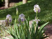Iris reginae 20100003