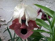 Iris iberica ssp. elegantissima 0003