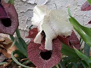 Iris iberica ssp. elegantissima 0006