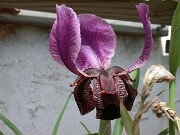 Iris paradoxa x iberica ssp. elegantissima 0001