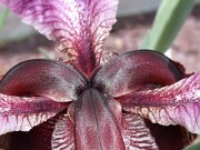 Iris paradoxa x iberica ssp. elegantissima 0003