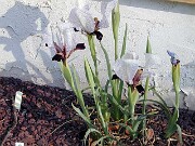 Iris paradoxa var. Choschab 0001