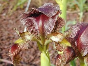Iris sari 0030