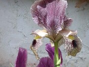 Iris sari and paradoxa x iberica ssp. elegantissima 0001