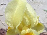 Iris urmiensis 0033
