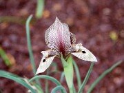 I. acutiloba ssp. lineolata