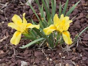 Iris humilis 20110001