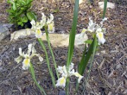 Iris innominata 0001