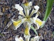 Iris innominata 0002