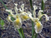 Iris innominata 0003