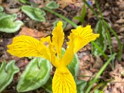 Iris innominata 20200513 0010