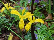 Iris innominata 20220514 0003