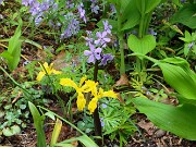 Iris innominata 20220514 0004
