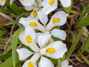 Iris odaesanensis 0001