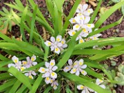 Iris odaesanensis Ice Whisper 20170418 0002