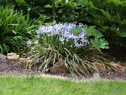 Iris speculatrix 20100002