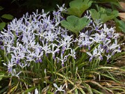 Iris speculatrix 20100003