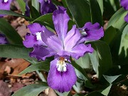 Iris cristata Eco Purple Pomp 0003