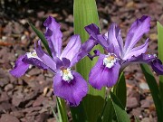 Iris cristata Eco Purple Pomp 0005