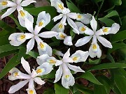 Iris cristata McDonald 010001