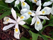 Iris cristata McDonald 010002