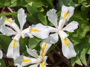 Iris cristata Montrose White 20160420 0002