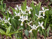 Iris cristata Montrose White 20160420 0003