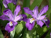 Iris cristata Navy Blue Gem 0008