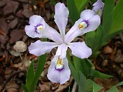 Iris cristata Powder Blue Giant 0001