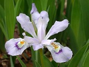 Iris cristata Powder Blue Giant 0004