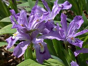 Iris cristata Shenandoah Skies 0001