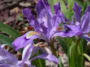Iris cristata Shenandoah Skies 0003