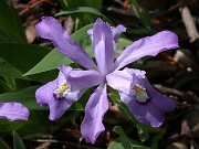 Iris cristata Shenandoah Skies 0004