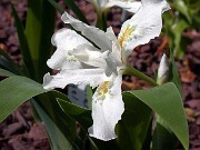 Iris cristata White Angel 0001