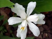 Iris cristata alba 0005