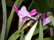 Iris sp. 3 China 0006