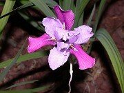 Unidentified species