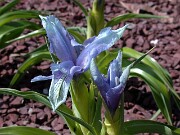 Iris aucheri 0004