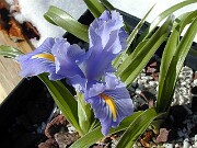 Iris planifolia 0002