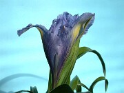 Iris planifolia 0003