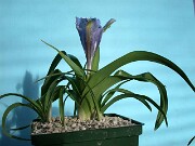 Iris planifolia 0008