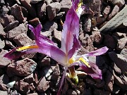 Iris rosenbachiana 0001