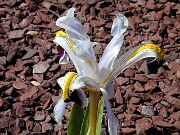 Iris rosenbachiana 0002