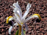 Iris rosenbachiana 0003