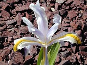 Iris rosenbachiana 0004