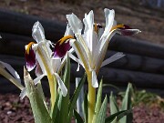 Iris rosenbachiana Harangon 0001