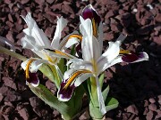 Iris rosenbachiana Harangon 0002