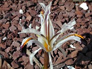 Iris rosenbachiana Sina 010004
